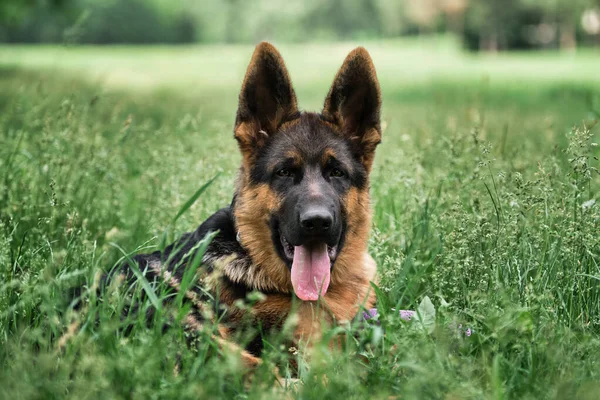 Puppy for desktop screensaver or for puzzle. Portrait of charming black and red German Shepherd puppy lying in green grass and smiling with its tongue sticking out. Cute young purebred teen dog.