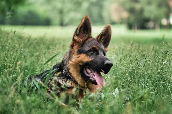 데스크톱 보호기나 퍼즐용 강아지 셰퍼드의 매력적 풀밭에 내밀고 귀여운 순종하는 — 스톡 사진