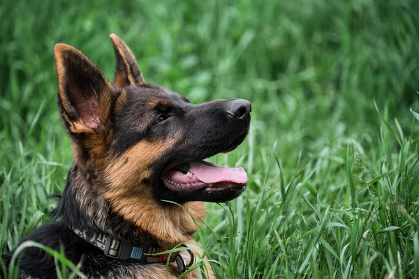 Puppy Voor Desktop Screensaver Voor Puzzel Charmant Zwart Rood Duitse — Stockfoto