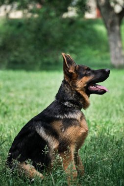 Masaüstü ekran koruyucu ya da bulmaca için köpek yavrusu. Büyüleyici siyah ve kırmızı Alman çoban köpeği yeşil çimlerde oturur ve dili dışarı çıkmış bir şekilde dikkatlice yana bakar. Genç safkan köpek..