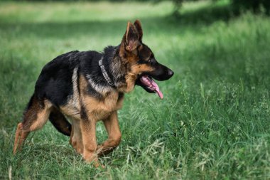 Köpekle yürü ve temiz hava al. Büyüleyici siyah ve kırmızı Alman çoban köpeği yeşil çimlerde yürüyor ve dikkatle dikenli kulaklarla başka yere bakıyor. Genç safkan köpek sıcak yaz gününde parkta yürüyor..