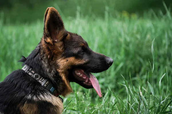 Welpe Für Desktop Bildschirmschoner Oder Puzzle Charmanter Schwarz Roter Schäferhund — Stockfoto