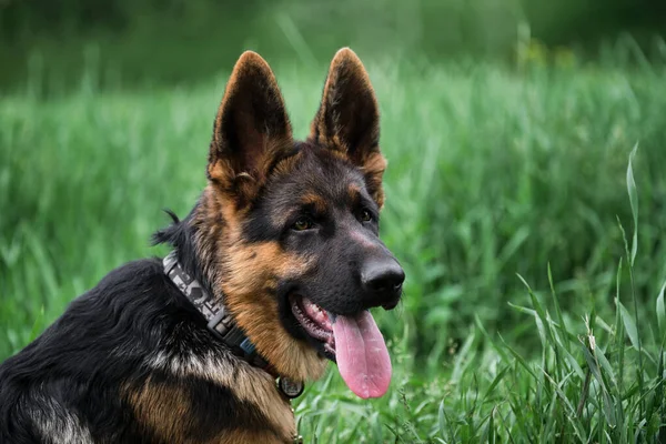 Welpe Für Desktop Bildschirmschoner Oder Puzzle Charmanter Schwarz Roter Schäferhund — Stockfoto