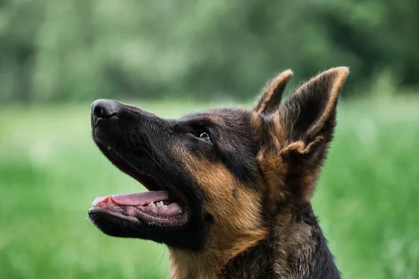用于桌面屏幕保护或拼图的小狗 迷人的黑红相间的德国牧羊犬坐在绿草中 用舌头伸出来仔细地看着旁边 年轻的纯种狗 — 图库照片