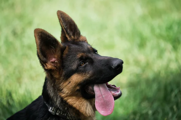 用于桌面屏幕保护或拼图的小狗 迷人的黑红相间的德国牧羊犬坐在绿草中 用舌头伸出来仔细地看着旁边 年轻的纯种狗 — 图库照片