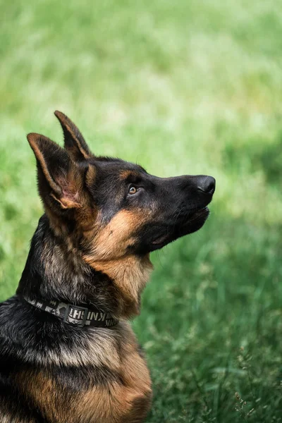 Puppy for desktop screensaver or for puzzle. Charming black and red German Shepherd puppy sits in green grass and carefully looks away with pricked ears. Young thoroughbred dog.