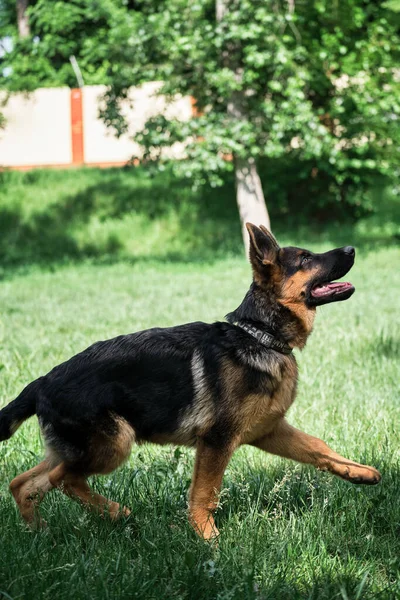 Loop Met Hond Adem Frisse Lucht Charmant Zwart Rood Duitse — Stockfoto