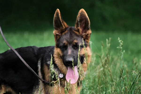 纯种德国黑白牧羊犬的迷人的小狗漫步在绿草上的春天公园里 高兴地闭上眼睛 在大自然中与狗同行 呼吸新鲜空气 — 图库照片