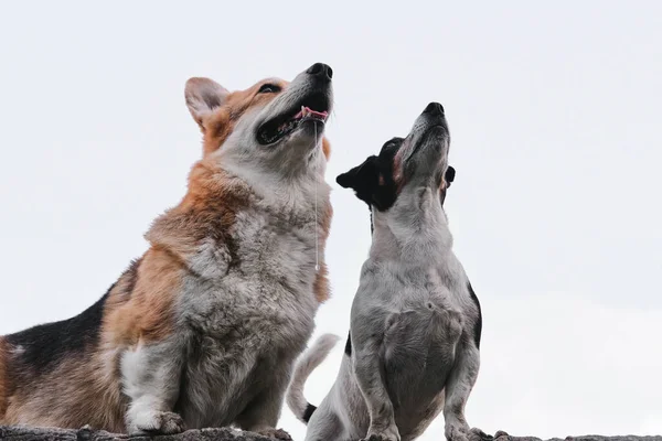 Two Small Purebred Dogs Sky Pembroke Tricolor Welsh Corgi Black — Stock Photo, Image