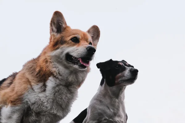 Zwei Kleine Reinrassige Hunde Gegen Den Himmel Pembroke Tricolor Welsh — Stockfoto