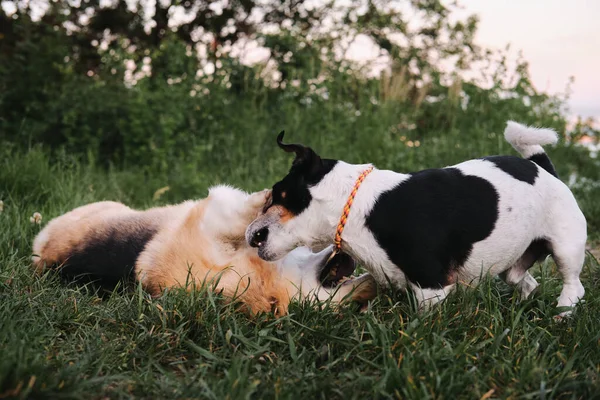 Two Small Purebred Dogs Play Park Green Meadow Welsh Corgi — Stock Photo, Image