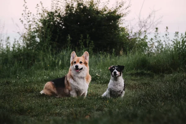 Pembroke Tricolor Corgi Galés Negro Blanco Pelo Liso Jack Russell — Foto de Stock