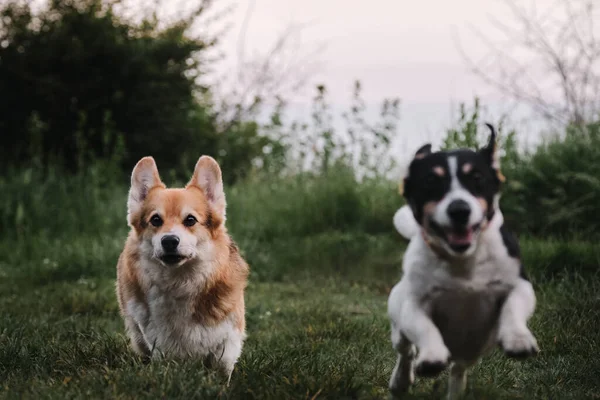 펨브로크 트리올러 웨일스 Tricolor Welsh Corgi 흑백의 매끄러운 테리어 Jack — 스톡 사진