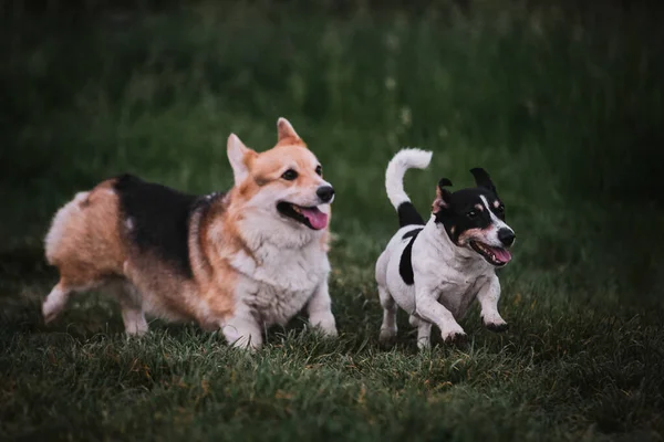 Pembroke Tricolor Welsh Corgi Černobílý Hladký Jack Russell Terrier Pobíhají — Stock fotografie