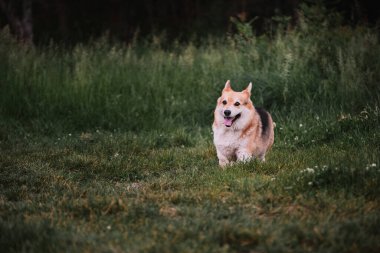 Dünyanın en küçük çoban köpeği. Pembroke üç renkli Galli Corgi yeşil çimlerde koşuyor ve ağzı açık ve dili dışarı sarkmış bir şekilde gülümsüyor. Doğada büyüleyici bir Corgi..