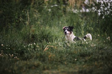 Büyük bir İngiliz av köpeği cinsi değil. Pürüzsüz, beyaz ve siyah Jack Russell Terrier parkta yürüyor. Köpek yeşil çimlerin üzerinde duruyor ve dikkatlice avlanmaya bakıyor..