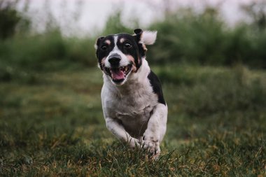 Pürüzsüz, beyaz ve siyah Jack Russell Terrier parkta neşeli ve enerjik bir şekilde ilerlerken ağzı açık. Küçük İngiliz av köpekleri..