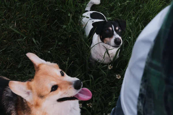 Hunde Betrachten Einen Menschen Mit Liebe Der Walisische Corgi Pembroke — Stockfoto