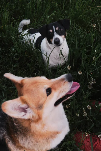 Hunde Betrachten Einen Menschen Mit Liebe Der Walisische Corgi Pembroke — Stockfoto
