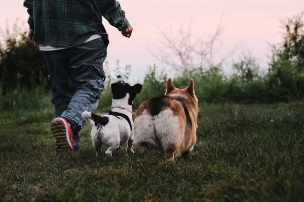 狗走在人类的后视镜 威尔士科奇 彭布罗克三色旗和黑白相间的光滑头发杰克 泰里尔和他们的主人一起在公园里散步 在大自然中与两只可爱的纯种狗同行 — 图库照片