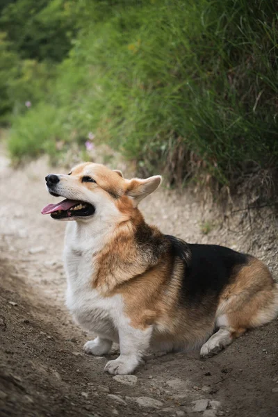 Pembroke Tricolor Welsh Corgi Siedzi Lesie Ścieżce Tle Zielonej Trawy — Zdjęcie stockowe