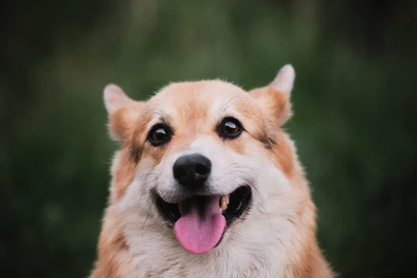 Världens Minsta Herdehund Porträtt Pembroke Walesiska Corgi Närbild Grön Suddig — Stockfoto