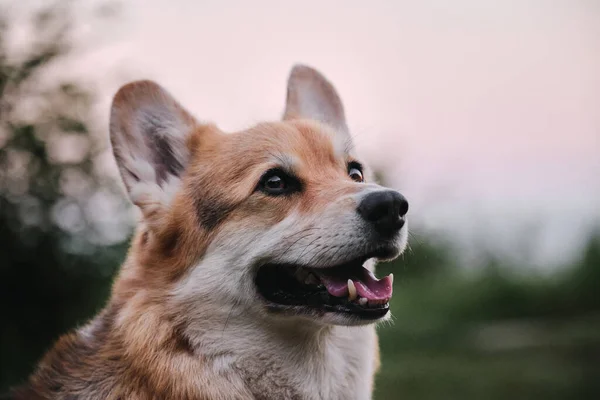 Der Kleinste Schäferhund Der Welt Porträt Von Pembroke Welsh Corgi — Stockfoto
