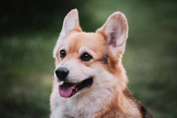 Világ Legkisebb Pásztorkutyája Portré Pembroke Walesi Corgi Közelről Zöld Elmosódott — Stock Fotó