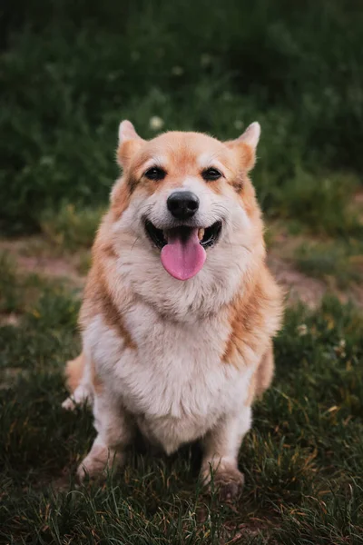 세상에서 양치기 Pembroke Welsh Corgi 초상화 코기는 앉아서 웃으면서 내밀고 — 스톡 사진