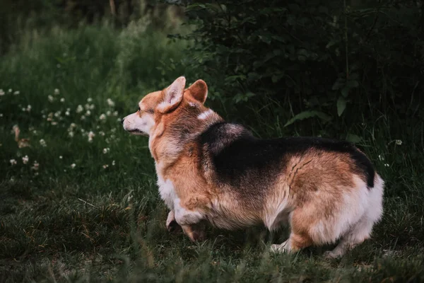 Der Kleinste Schäferhund Der Welt Der Walisische Corgi Pembroke Tricolor — Stockfoto
