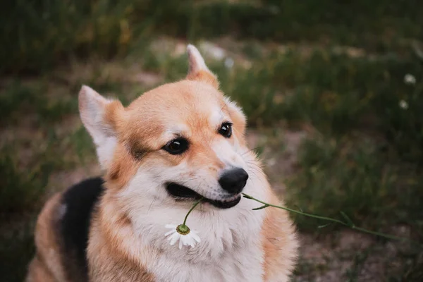 Menor Cão Pastor Mundo Corgi Galês Pembroke Tricolor Senta Parque — Fotografia de Stock