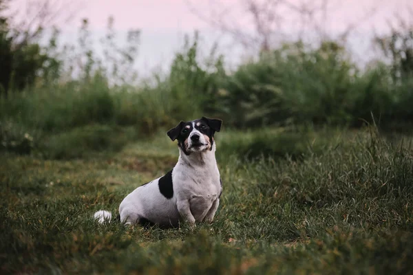 Hund Sitzt Auf Grünem Gras Und Blickt Vorsichtig Voraus Keine — Stockfoto