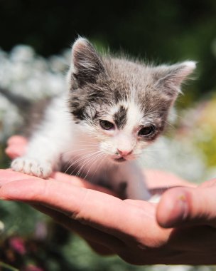Adam, bahçedeki yeşil çalıların arka planına karşı kedi yavrusu tutuyor. Karışık cins kedi yavrusu yeni bir yuva ve aile arıyor. Büyüleyici genç pofuduk gri ve beyaz kedi, büyük zeki gözleri var..