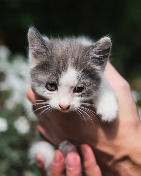 Man Holds Kitten His Hands Background Green Bushes Garden Mixed — Stock Photo, Image