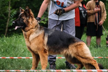 Alman çoban köpeği tarafından bakıldığında soylu bir duruş. Uzun saçlı Alman çoban köpeği ve eğitmeninin köpek şovu. Parktaki yeşil çimlere doğru ve güzel bir şekilde yerleştirilmesine yardım ediyor..