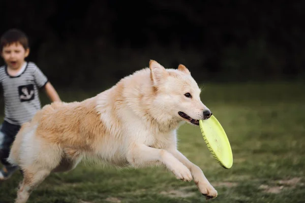 Large white fluffy dog runs through green chamomile field and nibbles at green flying toy plate. Boy runs after the dog. Half breed White Swiss Shepherd dog.