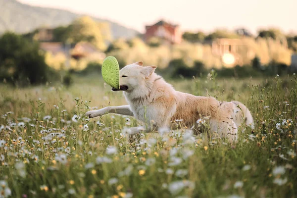 Stor Vit Fluffig Hund Löper Genom Gröna Kamomillfält Och Nafsar — Stockfoto