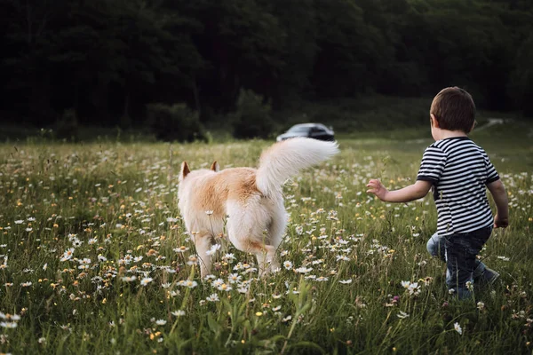 Menino Camisa Listrada Jeans Corre Atrás Grande Cão Branco Campo — Fotografia de Stock