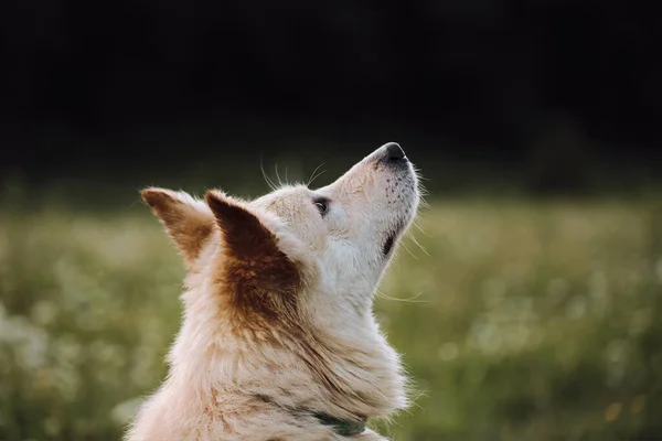 Mestizo Vit Schweiziska Shepherd Porträtt Profil Närbild Grön Suddig Bakgrund — Stockfoto