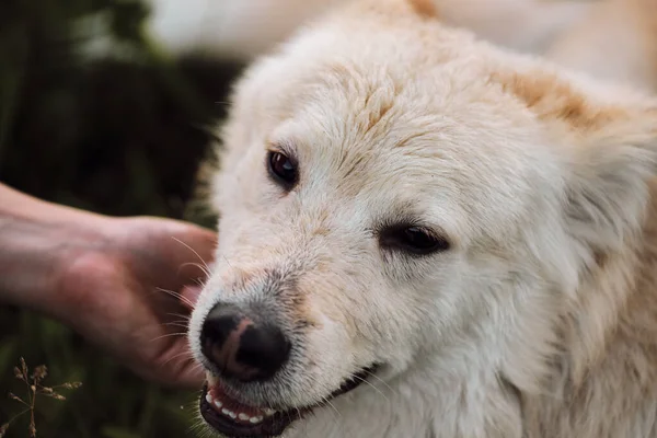 Human strokes dog with one hand and it smiles wide mouthed with pleasure. Mestizo white Swiss shepherd portrait close up on green background. Take care of and love pet dog.