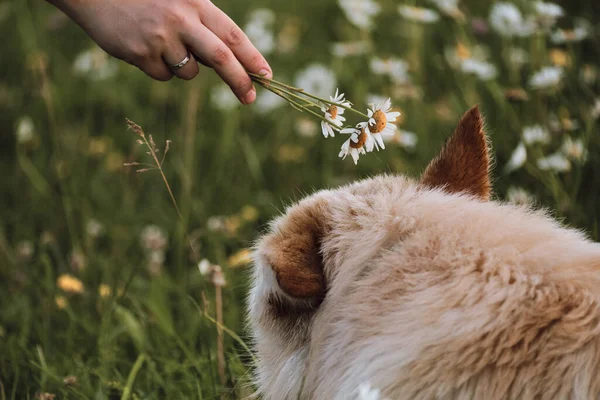 사람은 데이지의 꽃다발을 개에게 냄새를 맡긴다 배경을 가까이 스위스 산하얀 — 스톡 사진