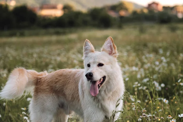 Чудова Фотографія Білого Собаку Календаря Половина Породжують Білих Швейцарських Собак — стокове фото