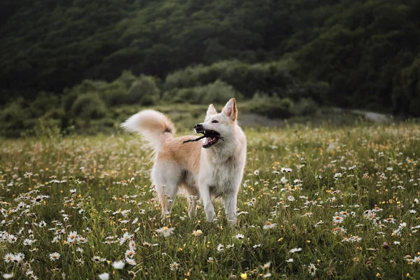 Bela Foto Cão Branco Para Calendário Meia Raça Cão Pastor — Fotografia de Stock