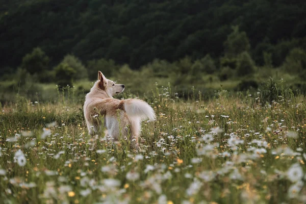カレンダー用の白い犬の美しい写真 半品種の白いスイスの羊飼いの犬は緑のカモミール畑に立って 前にじっと見つめています 野生の花や草の間の清掃で公園で犬の散歩 — ストック写真