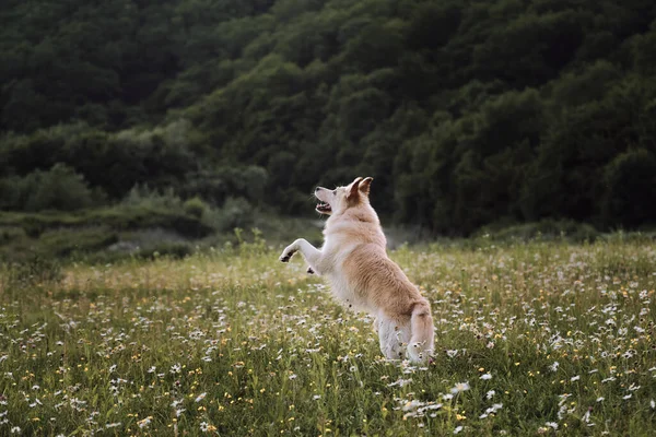 Die Hälfte Des Weißen Schweizer Schäferhundes Springt Hoch Oben Auf — Stockfoto