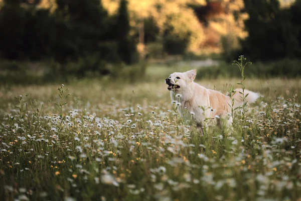 Half Ras Witte Zwitserse Herder Hond Loopt Snel Groene Kamille — Stockfoto