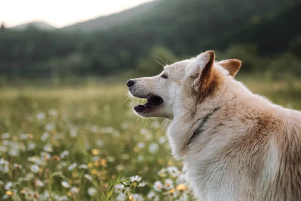 緑色の背景に近いプロファイルでMestizo白いスイスの羊飼いの肖像画 魅力的な非小児性愛犬はカモミールフィールドにあり その大きな茶色の目で前に熱心に見つめています — ストック写真