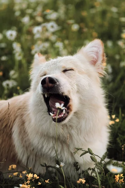 Hälften Ras Vita Schweiziska Herde Ligger Fält Bland Prästkragar Och — Stockfoto