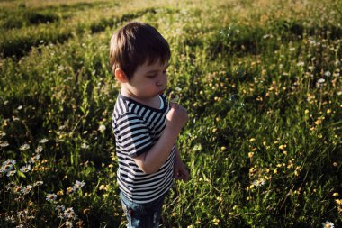 Çizgili tişörtlü küçük bir çocuk tarlada duruyor ve karahindiba üzerine üflüyor ve tohumları farklı yönlere uçuyor ve sabun köpükleri yakınlarda uçuşuyor. Çocukluğunu doğada geçir..