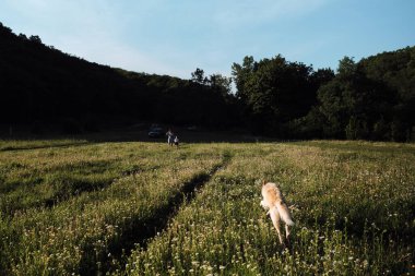Büyük beyaz köpek, halkıyla buluşmak için papatya tarlasını koşarak geçiyor. Aktif melez köpek sıcak bir yaz gününde ailesiyle birlikte parkta yürüyor ve hayatın tadını çıkarıyor..
